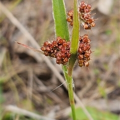 Luzula densiflora (Dense Wood-rush) at Weetangera, ACT - 22 Oct 2024 by sangio7