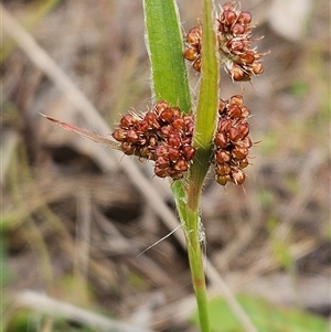 Luzula densiflora at Weetangera, ACT - 23 Oct 2024 09:00 AM