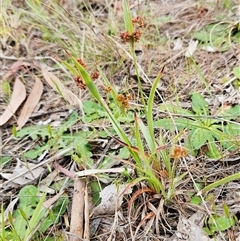 Luzula densiflora at Weetangera, ACT - 23 Oct 2024 09:00 AM