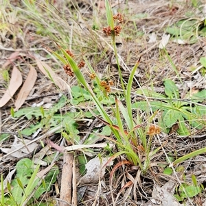 Luzula densiflora at Weetangera, ACT - 23 Oct 2024 09:00 AM