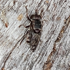 Unverified True fly (Diptera) at Symonston, ACT - 23 Oct 2024 by Mike