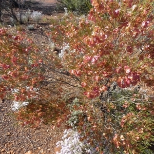 Unidentified Other Shrub at Menzies, WA by Paul4K