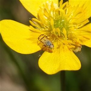 Sphenella ruficeps at Gundary, NSW - suppressed