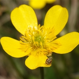 Sphenella ruficeps at Gundary, NSW - suppressed