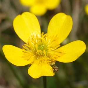 Sphenella ruficeps at Gundary, NSW - suppressed