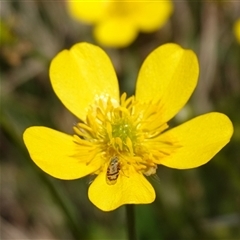 Sphenella ruficeps at Gundary, NSW - suppressed