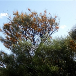 Unidentified Other Shrub at Ora Banda, WA by Paul4K