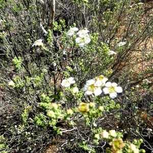 Unidentified Other Shrub at Kanowna, WA by Paul4K