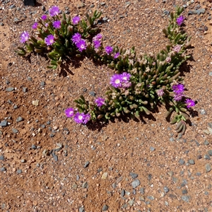 Unidentified Other Wildflower or Herb at Feysville, WA by Paul4K