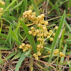 Lomandra filiformis (Wattle Mat-rush) at Weetangera, ACT - 23 Oct 2024 by sangio7