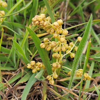 Lomandra filiformis (Wattle Mat-rush) at Weetangera, ACT - 22 Oct 2024 by sangio7