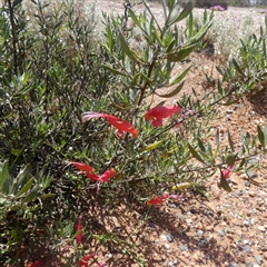 Eremophila glabra at Feysville, WA - 15 Sep 2024 by Paul4K