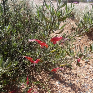 Eremophila glabra at Feysville, WA by Paul4K