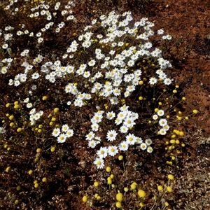 Unidentified Daisy at Widgiemooltha, WA by Paul4K