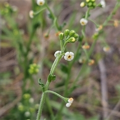 Hackelia suaveolens (Sweet Hounds Tongue) at Weetangera, ACT - 23 Oct 2024 by sangio7