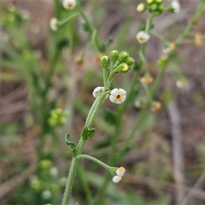 Hackelia suaveolens at Weetangera, ACT - 23 Oct 2024