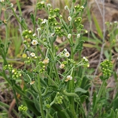 Hackelia suaveolens at Weetangera, ACT - 23 Oct 2024