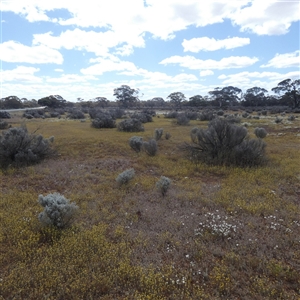 Unidentified Daisy at Widgiemooltha, WA by Paul4K