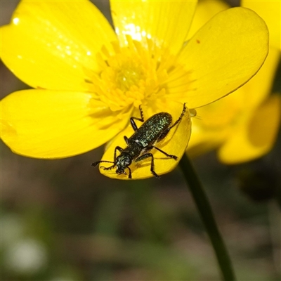 Eleale aspera (Clerid beetle) at Gundary, NSW - 20 Oct 2024 by RobG1