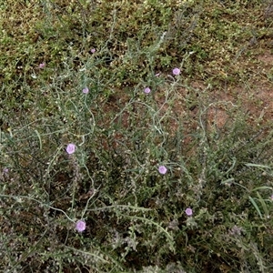 Convolvulus remotus at Widgiemooltha, WA by Paul4K