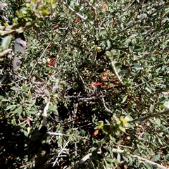 Eremophila glabra at Widgiemooltha, WA - 15 Sep 2024 by Paul4K