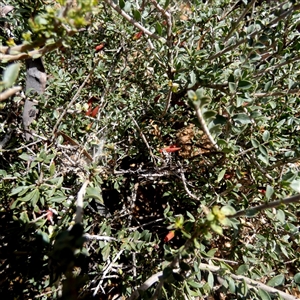 Eremophila glabra at Widgiemooltha, WA by Paul4K