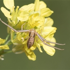 Runcinia acuminata (Pointy Crab Spider) at Latham, ACT - 24 Oct 2024 by AlisonMilton