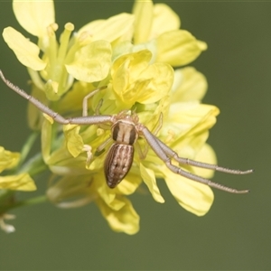 Runcinia acuminata at Latham, ACT - 24 Oct 2024