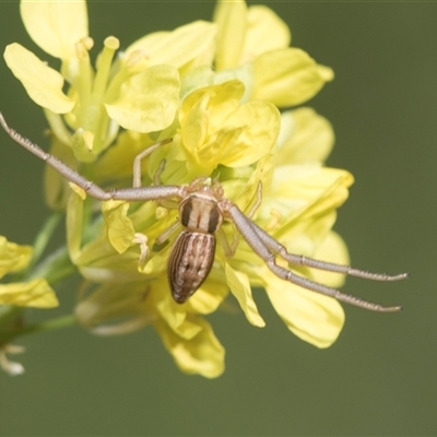 Runcinia acuminata (Pointy Crab Spider) at Latham, ACT - 23 Oct 2024 by AlisonMilton