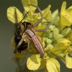 Runcinia acuminata at Latham, ACT - 24 Oct 2024