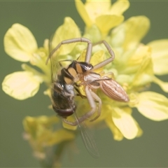 Runcinia acuminata at Latham, ACT - 24 Oct 2024