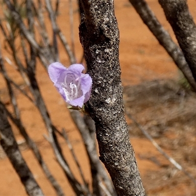 Eremophila alternifolia at Higginsville, WA - 15 Sep 2024 by Paul4K