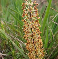 Lomandra multiflora (Many-flowered Matrush) at Weetangera, ACT - 22 Oct 2024 by sangio7