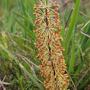 Lomandra multiflora at Weetangera, ACT - 23 Oct 2024