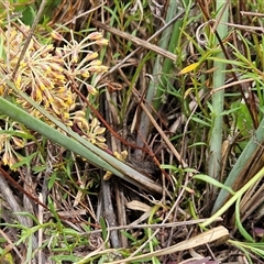 Lomandra multiflora at Weetangera, ACT - 23 Oct 2024