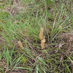 Lomandra multiflora at Weetangera, ACT - 23 Oct 2024