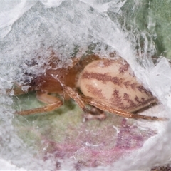 Clubiona sp. (genus) (Unidentified Stout Sac Spider) at Latham, ACT - 23 Oct 2024 by AlisonMilton