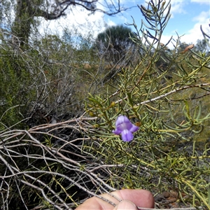 Eremophila sp. at Higginsville, WA by Paul4K