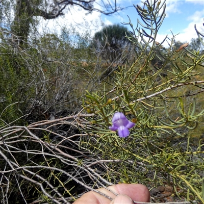 Eremophila sp. at Higginsville, WA - 15 Sep 2024 by Paul4K