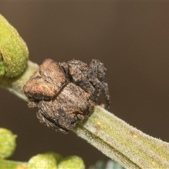 Stephanopis sp. (genus) (Knobbly crab spider) at Macgregor, ACT - 23 Oct 2024 by AlisonMilton