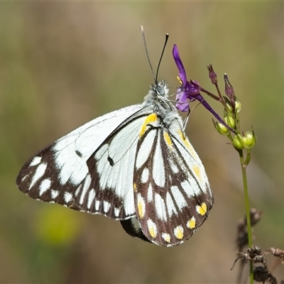 Belenois java (Caper White) at Denman Prospect, ACT - 24 Oct 2024 by Kenp12