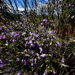 Eremophila scoparia at Norseman, WA - 15 Sep 2024 by Paul4K