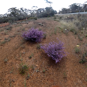 Unidentified Other Shrub at Higginsville, WA by Paul4K