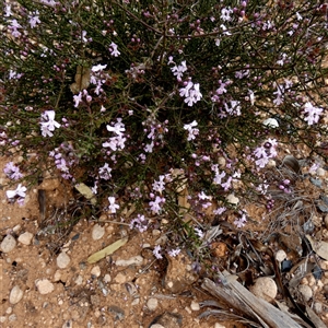 Unidentified Other Shrub at Higginsville, WA by Paul4K