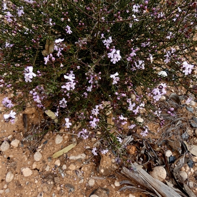Unverified Other Shrub at Higginsville, WA - 15 Sep 2024 by Paul4K