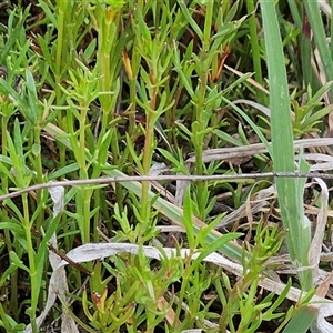 Haloragis heterophylla at Weetangera, ACT - 23 Oct 2024 10:49 AM