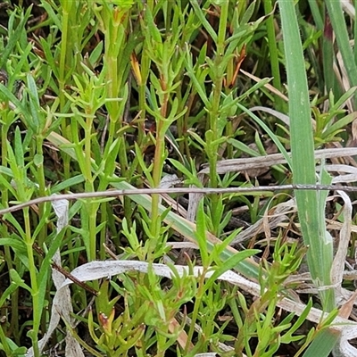 Haloragis heterophylla (Variable Raspwort) at Weetangera, ACT - 23 Oct 2024 by sangio7