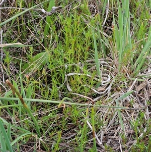 Haloragis heterophylla at Weetangera, ACT - 23 Oct 2024 10:49 AM