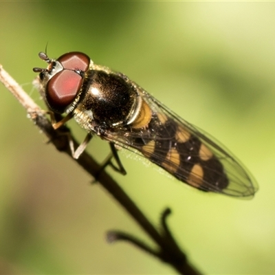 Melangyna viridiceps (Hover fly) at Higgins, ACT - 15 Oct 2024 by AlisonMilton