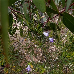 Eremophila gibsonii at Norseman, WA - 15 Sep 2024 by Paul4K